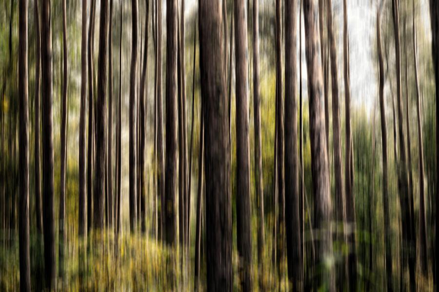 Banner verschwommene Bäume im Wald als Textilbanne oder PVC-Banner